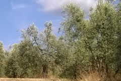 an olive grove in Tuscany