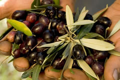 eine handvoll oliven
