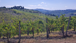 Blick auf die Hügel zwischen Certaldo und San Gimignano
