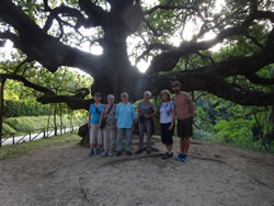 At Pinocchio's Giant Oak