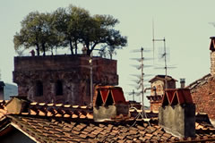 Blick aus der Stadtmauer auf den Guinigi Turm und die Dächer von Lucca